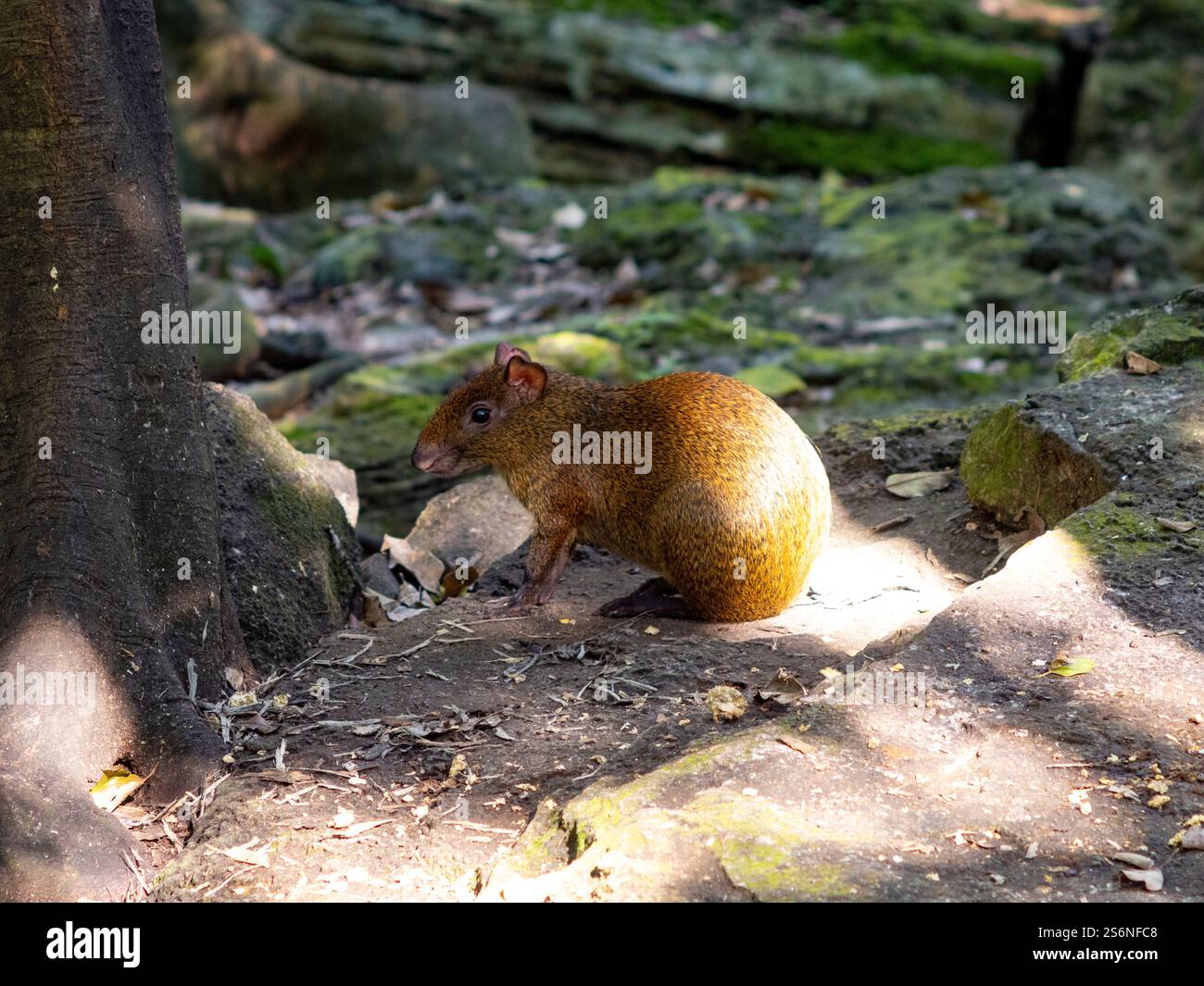 Agouti messicani all'Aviario Xaman ha, Quintana Roo, Messico Foto Stock