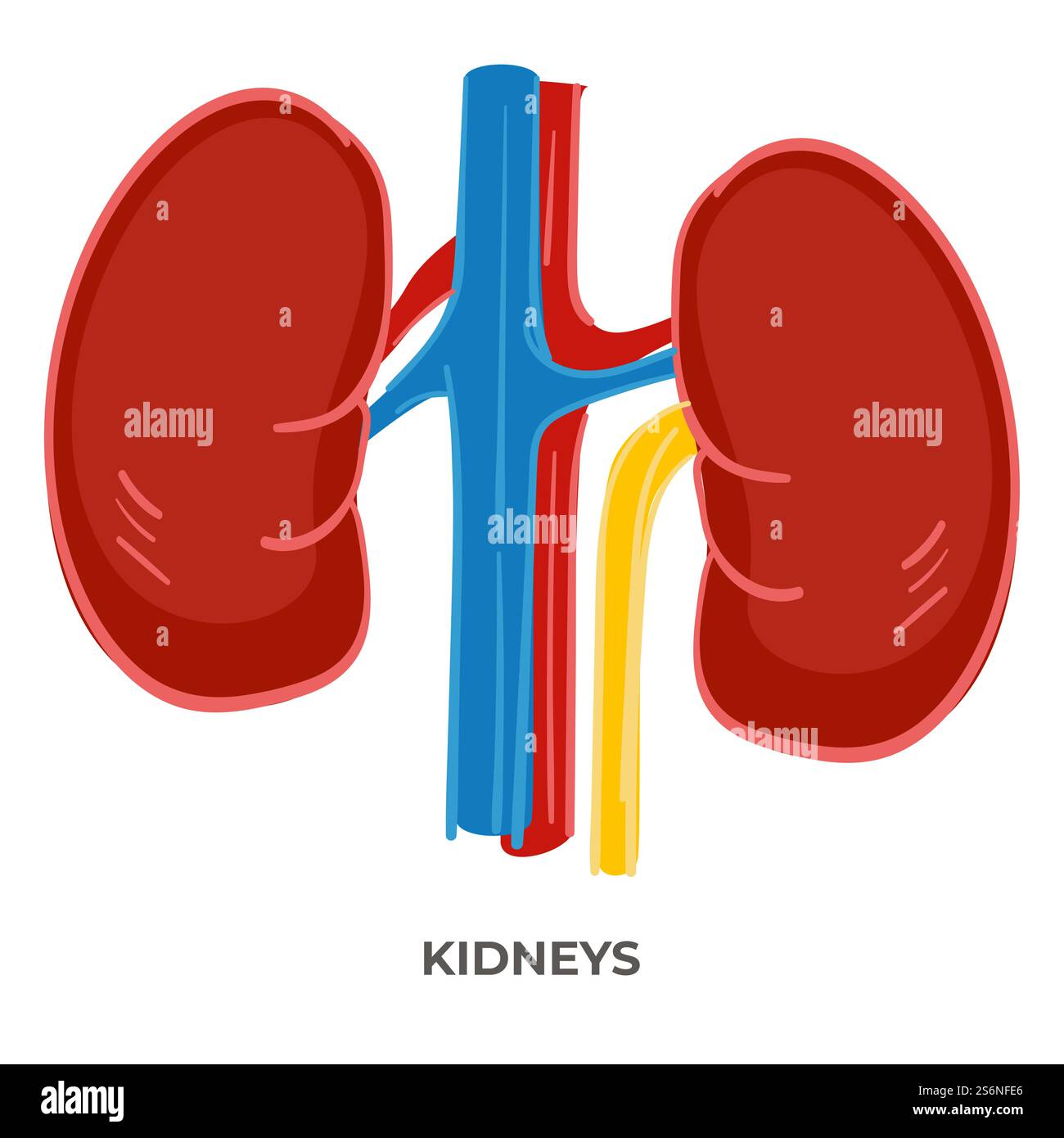 Organo a forma di fagiolo nei vertebrati, organo del corpo umano, icona isolata con iscrizione. Lezioni e studi di anatomia e biologia, lezioni e assistenza sanitaria. Medicina e protezione. Vettore in stile piatto. Reni di organismi umani, biologia e anatomia Illustrazione Vettoriale