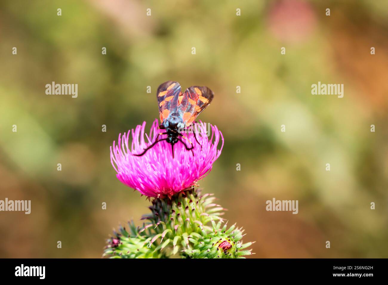 Un ariete su un cardo Foto Stock
