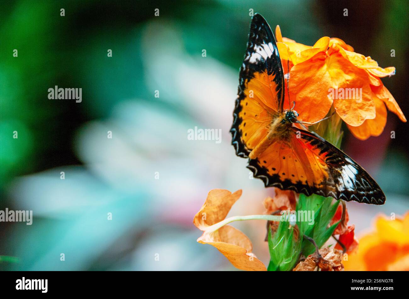 Una farfalla è seduta su un fiore. La farfalla è arancione e nera Foto Stock
