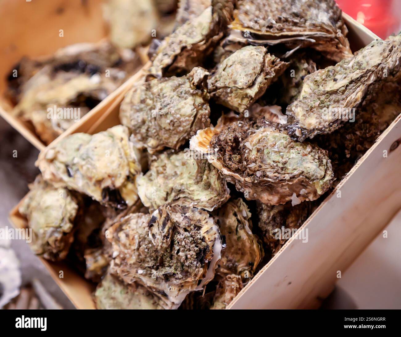Un cestino pieno di ostriche in preparazione per la cena Foto Stock