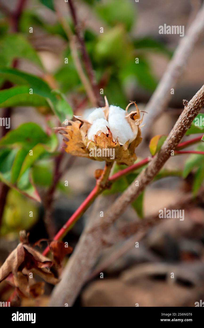 Il cotone è ancora appeso ad una pianta. Il cotone appartiene alla famiglia Mallow Foto Stock