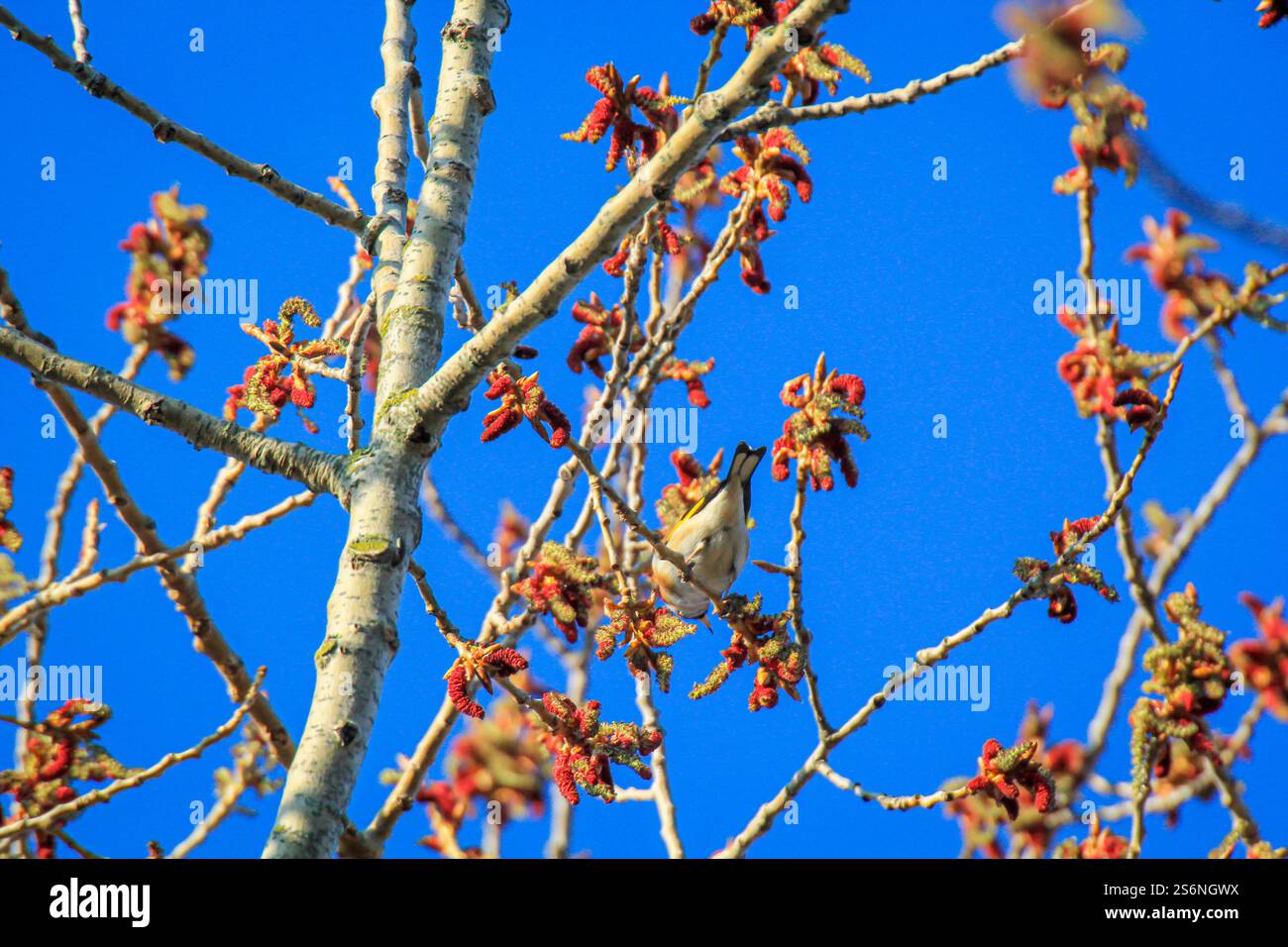 Ritratto di goldfinch su un albero in primavera Foto Stock