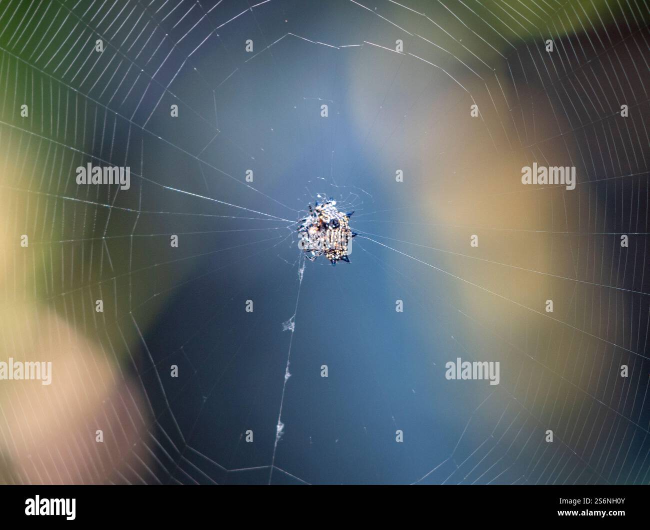 Araña espinosa, Messico Foto Stock