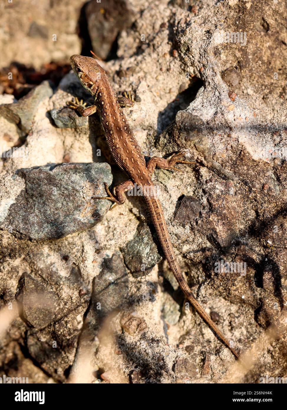Primo piano di una lucertola di sabbia in natura. I maschi sono verdi, le femmine sono marroni Foto Stock
