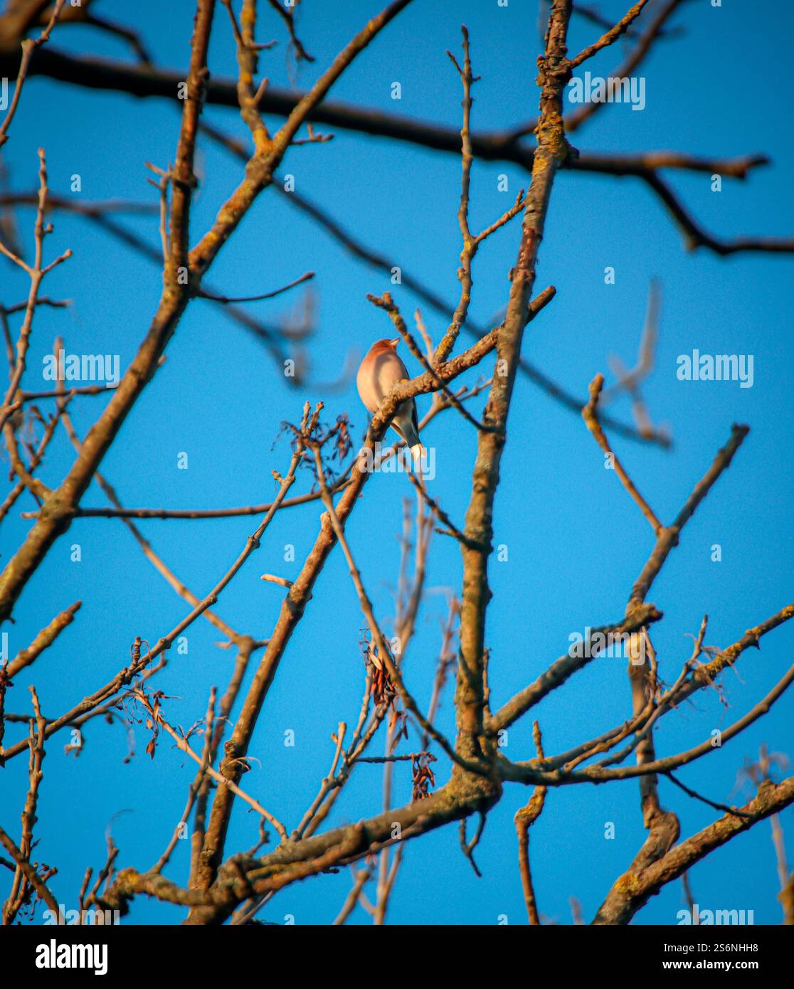 Finch ha chiamato un albero Foto Stock