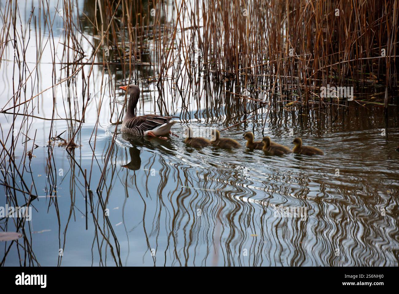 La vita familiare di una famiglia d'oca grigia su uno stagno Foto Stock