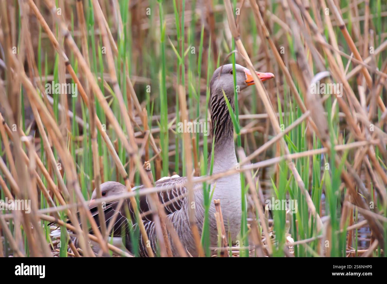 La vita familiare di una famiglia d'oca grigia su uno stagno Foto Stock
