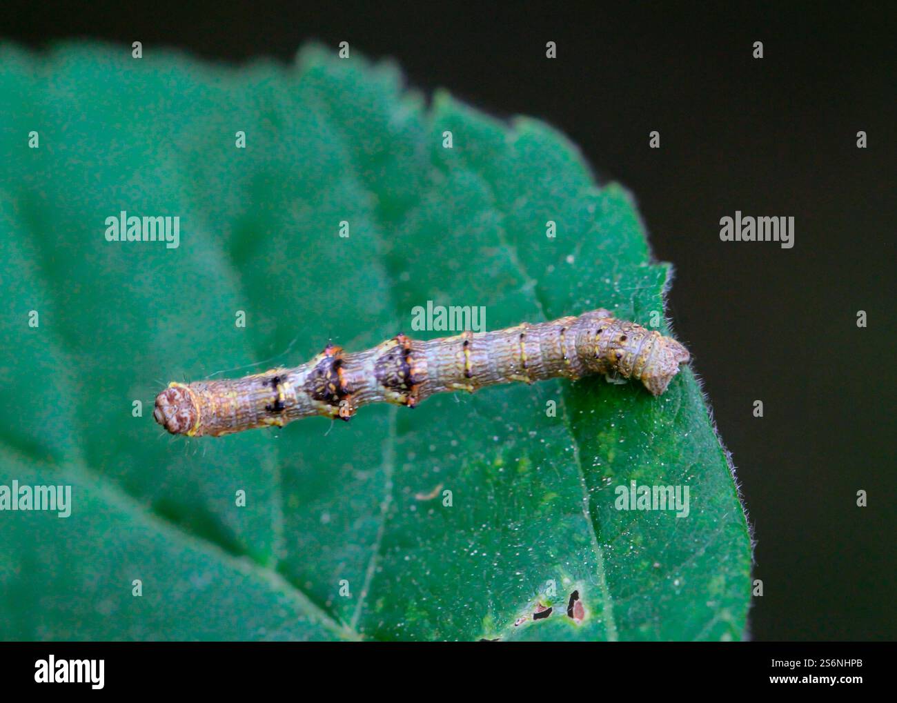 Un bruco di una falena gelata ben mimetizzato in un cespuglio Foto Stock
