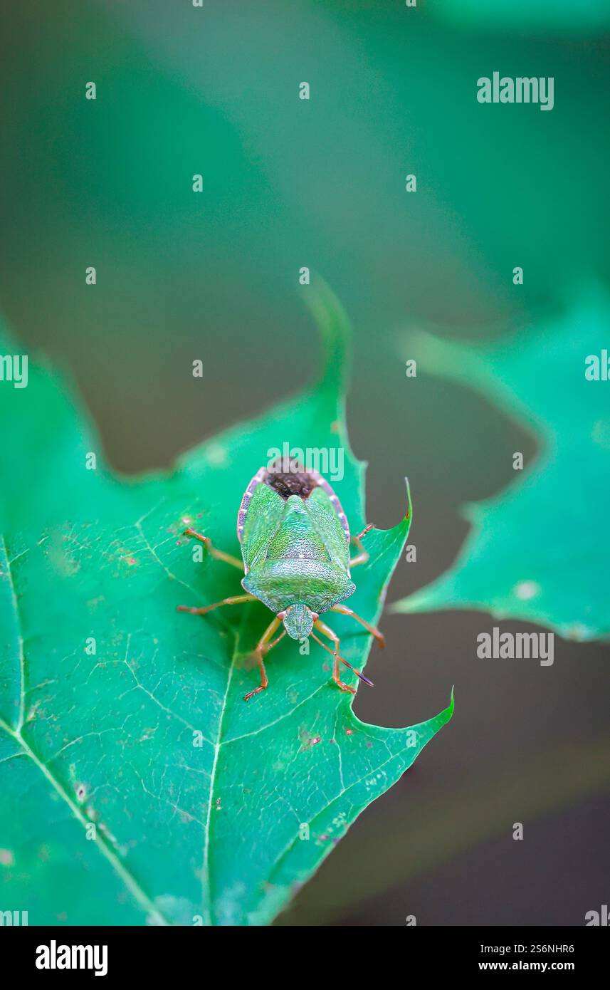 Una cimice verde su una foglia Foto Stock