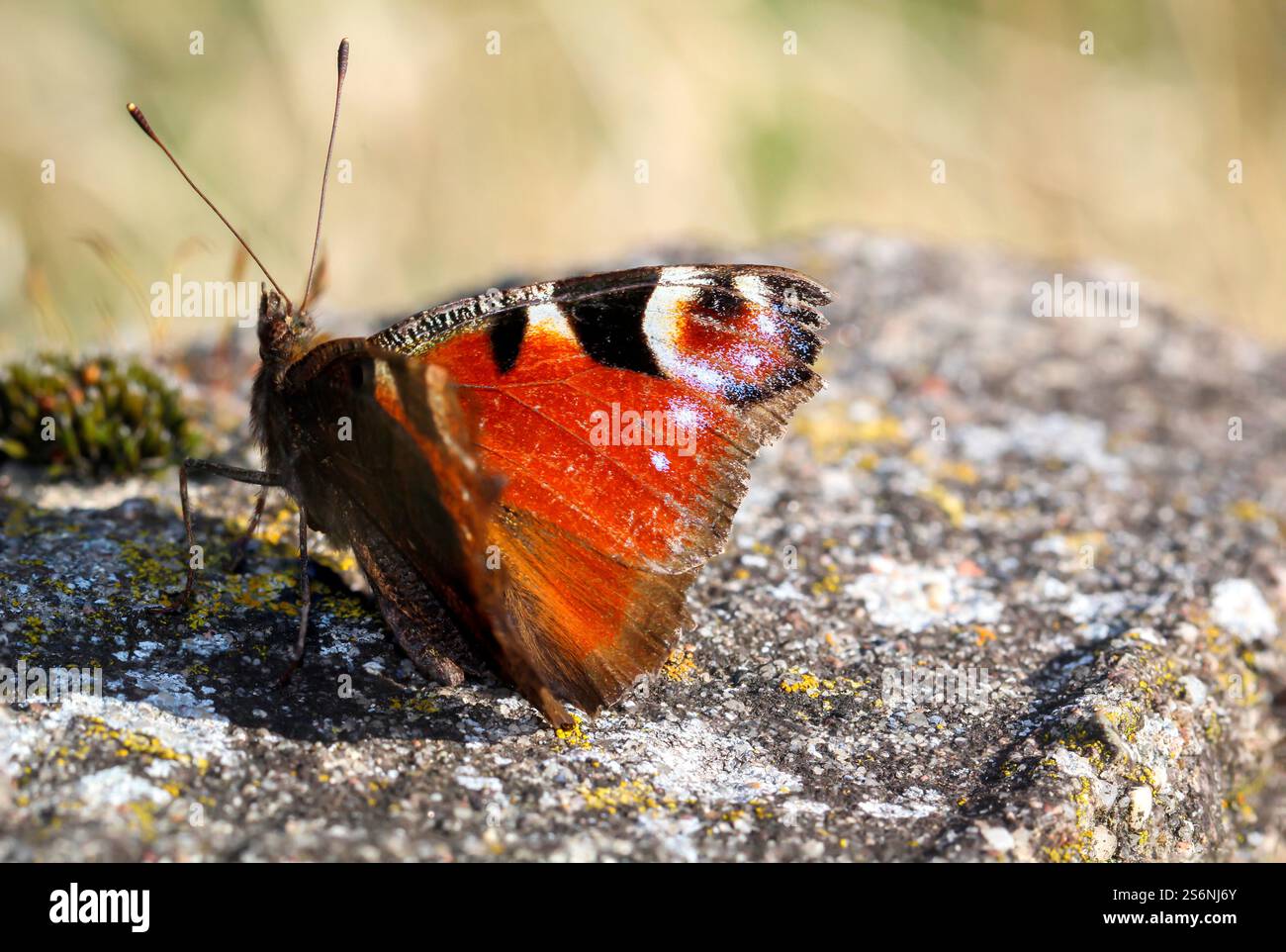 Un ritratto di un giorno pavone seduto su una pietra Foto Stock
