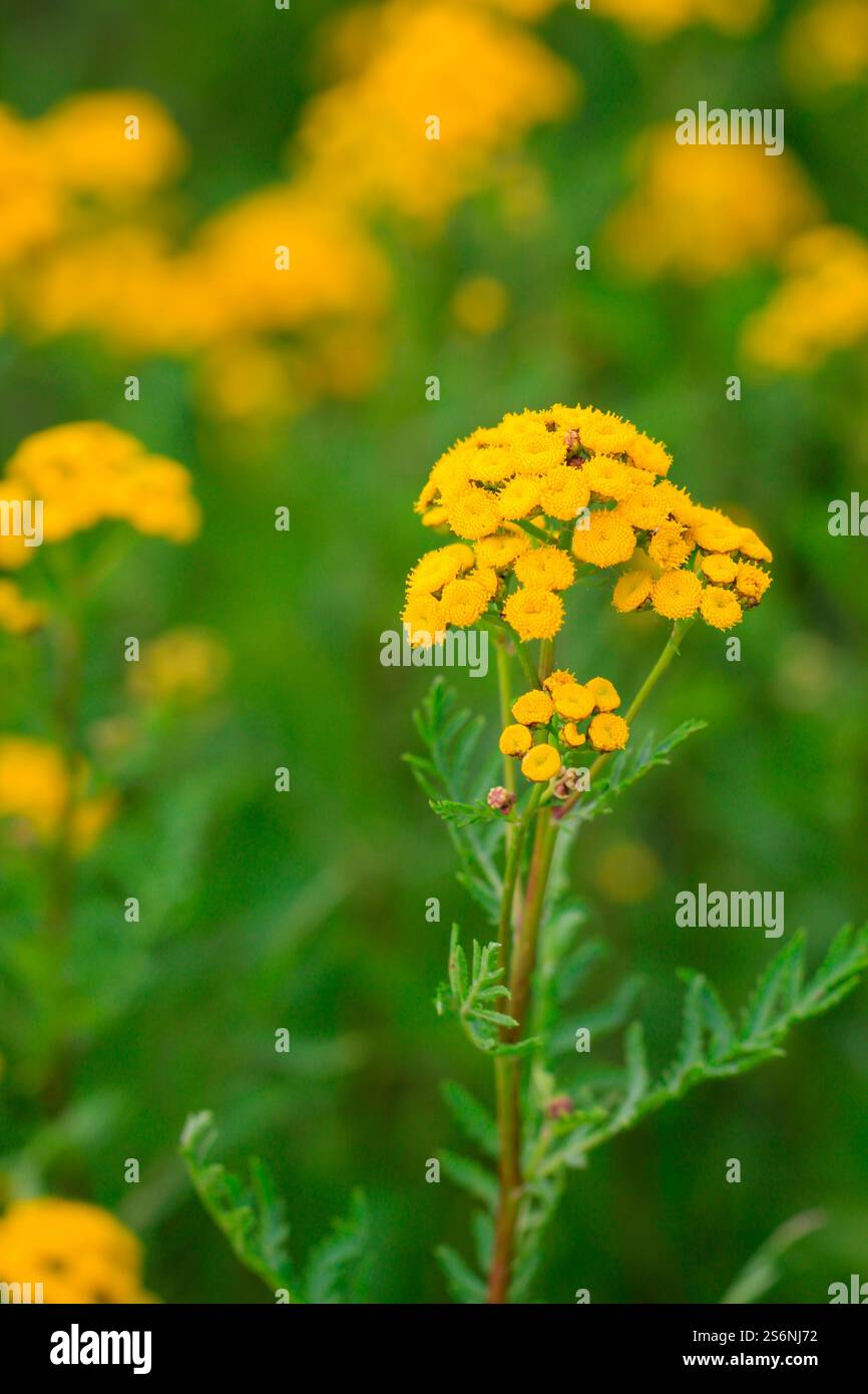 Il fiore giallo di un tansy, tanacetum vulgare, in un prato Foto Stock