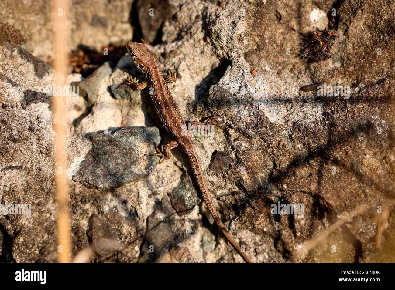 Primo piano di una lucertola di sabbia in natura. I maschi sono verdi, le femmine sono marroni Foto Stock