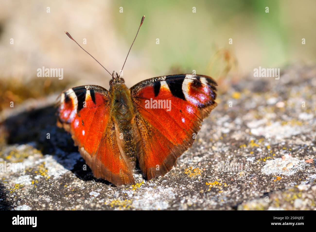 Un ritratto di una farfalla di pavone seduta su una pietra Foto Stock
