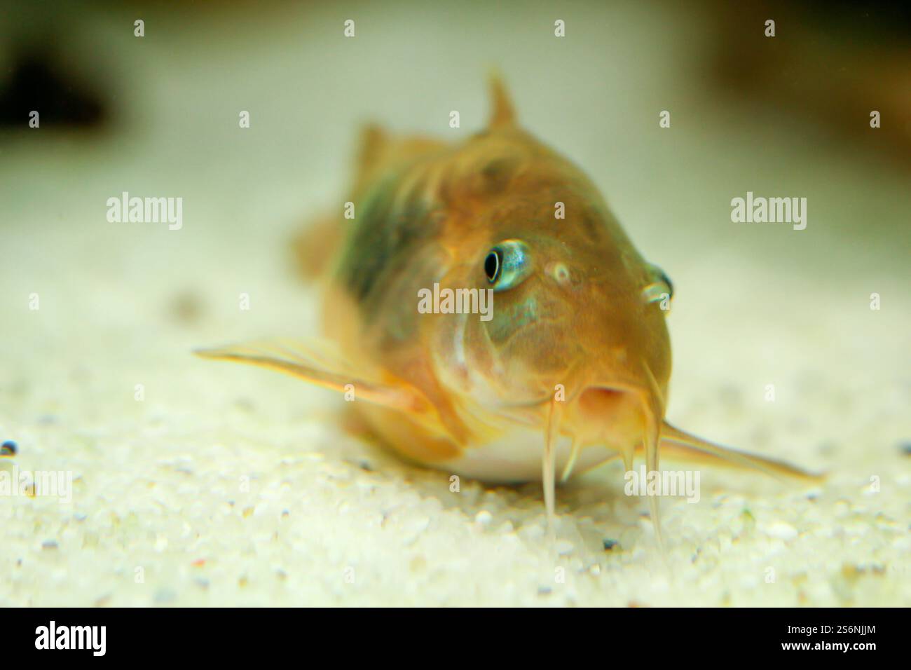 Un pesce gatto metallico corazzato sul fondo di un acquario Foto Stock