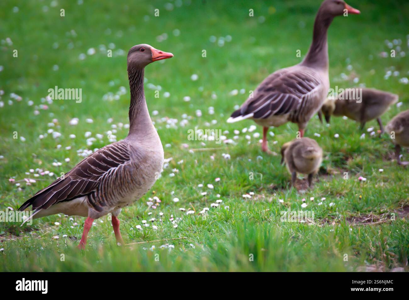 La vita familiare di una famiglia d'oca grigia in uno stagno Foto Stock