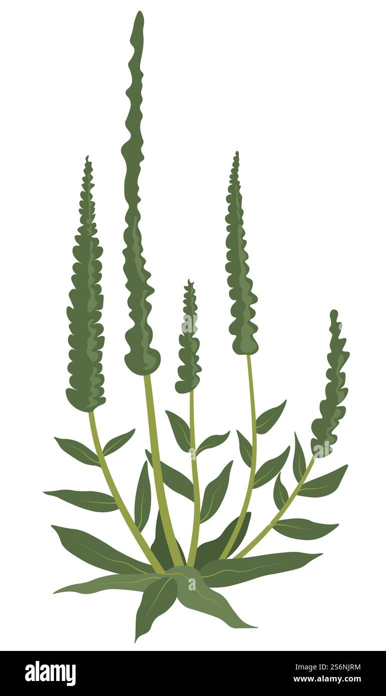 Piante erbacee, erba isolata con piccole foglie e lunghe punte fiorenti. Prateria o prato, campo rurale o campagna. Decorazioni estive o primaverili, fiori selvatici in fiore. Vettore in stile piatto. Pianta erbosa con foglie e fogliame, piccole erbe Illustrazione Vettoriale