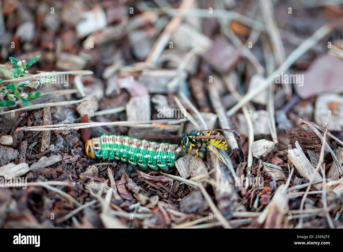 Una vespa ha attaccato un bruco verde ed è ora in procinto di mangiarlo Foto Stock