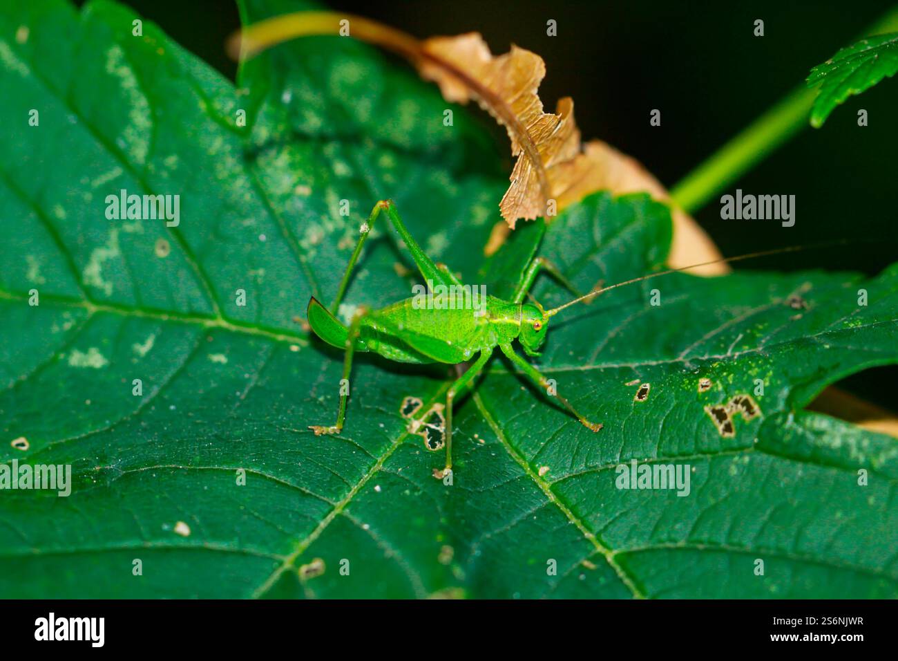 Una cavalletta maculata, Leptophyes punctatissima su una foglia Foto Stock