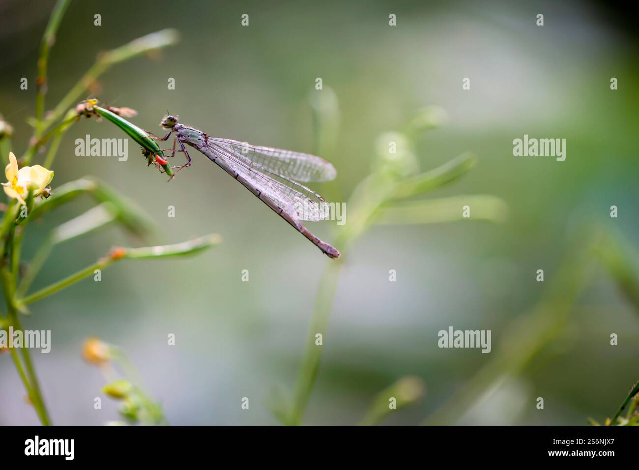 Una piccola libellula seduta su una pianta. Primo piano di una libellula Foto Stock