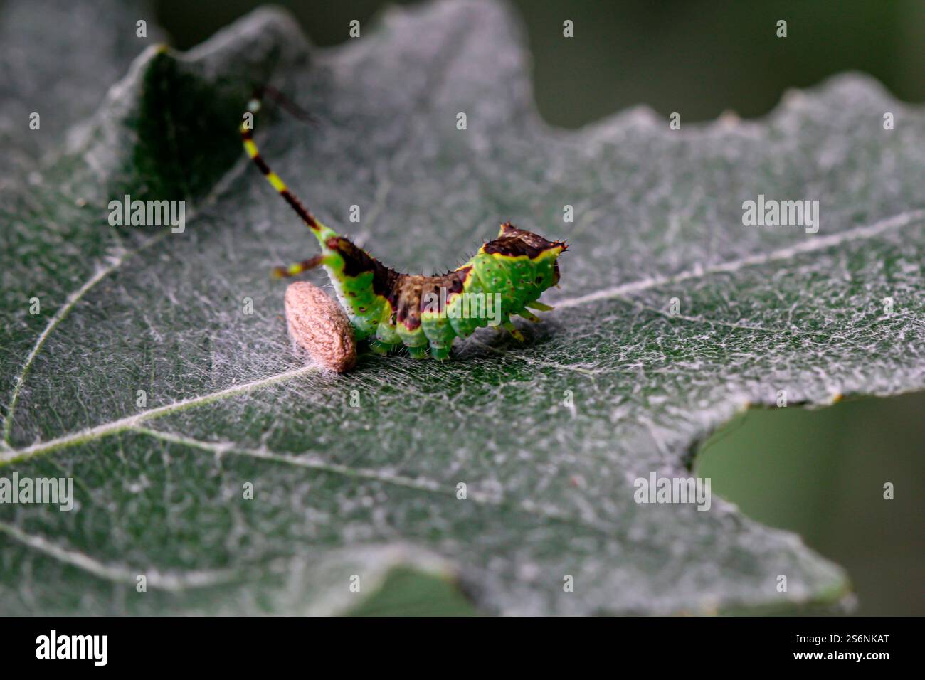 Un bruco verde-marrone ben mimetico con due code su una foglia Foto Stock