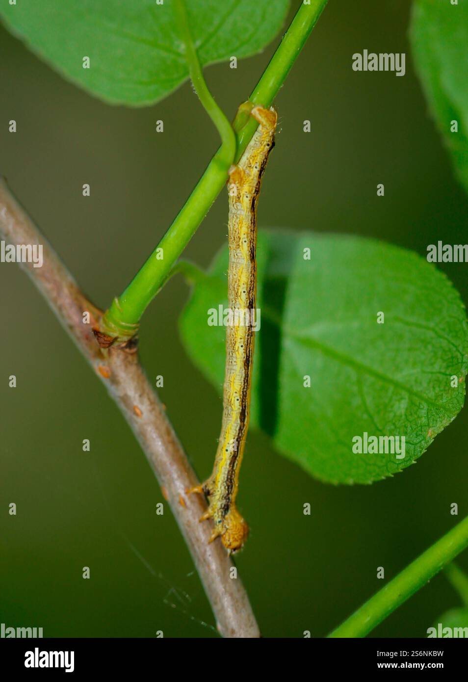 Un bruco di una falena gelata ben mimetizzato in un cespuglio Foto Stock
