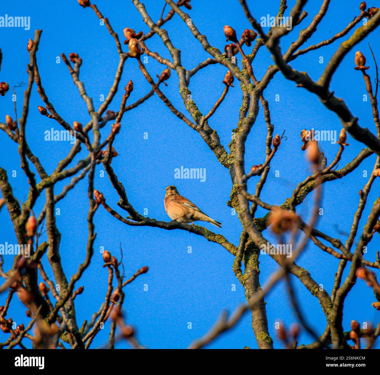Un linnet, noto anche come linnet o finch di lino, su un albero Foto Stock