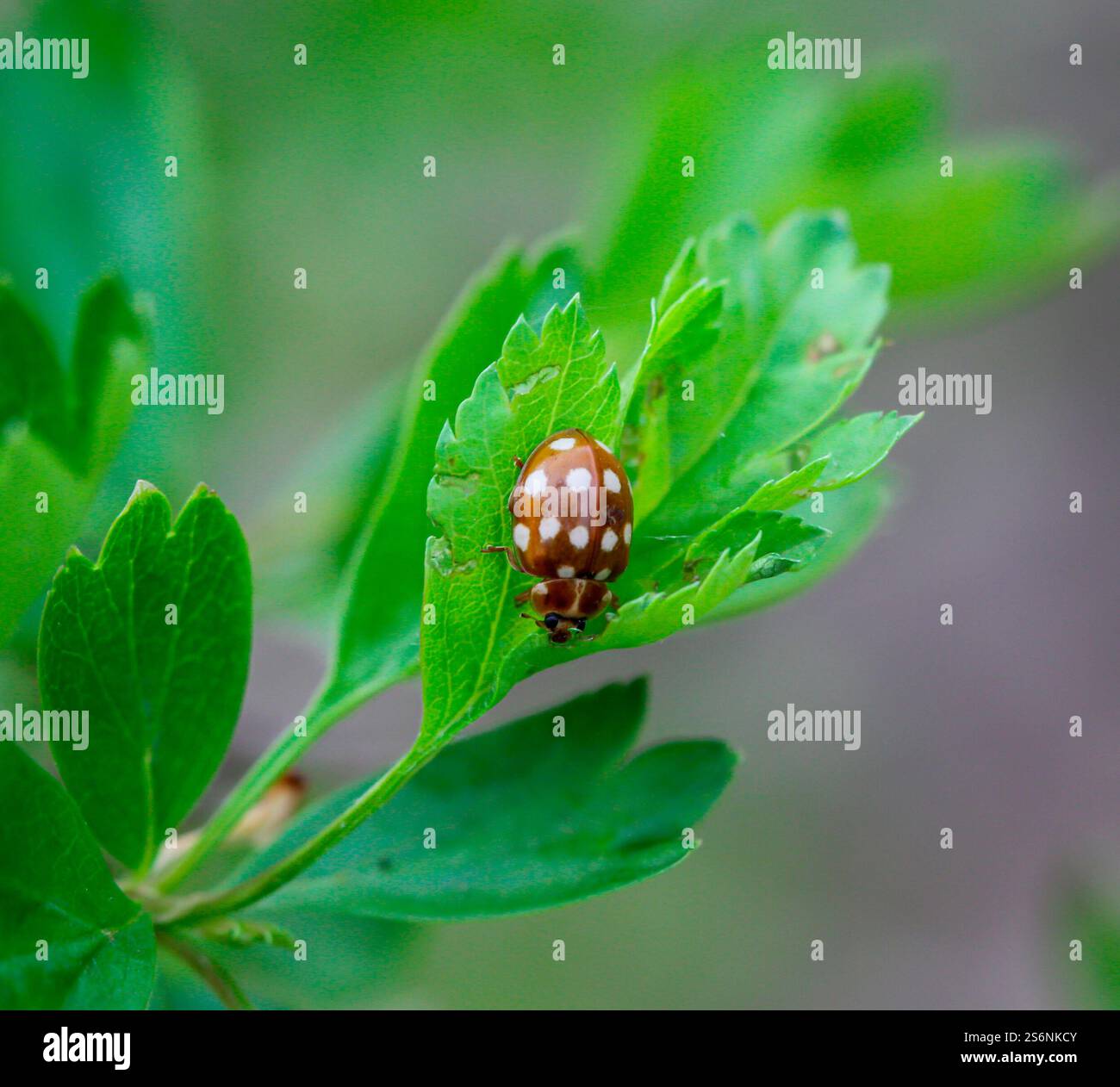 Primo piano di una coccinella su una pianta Foto Stock