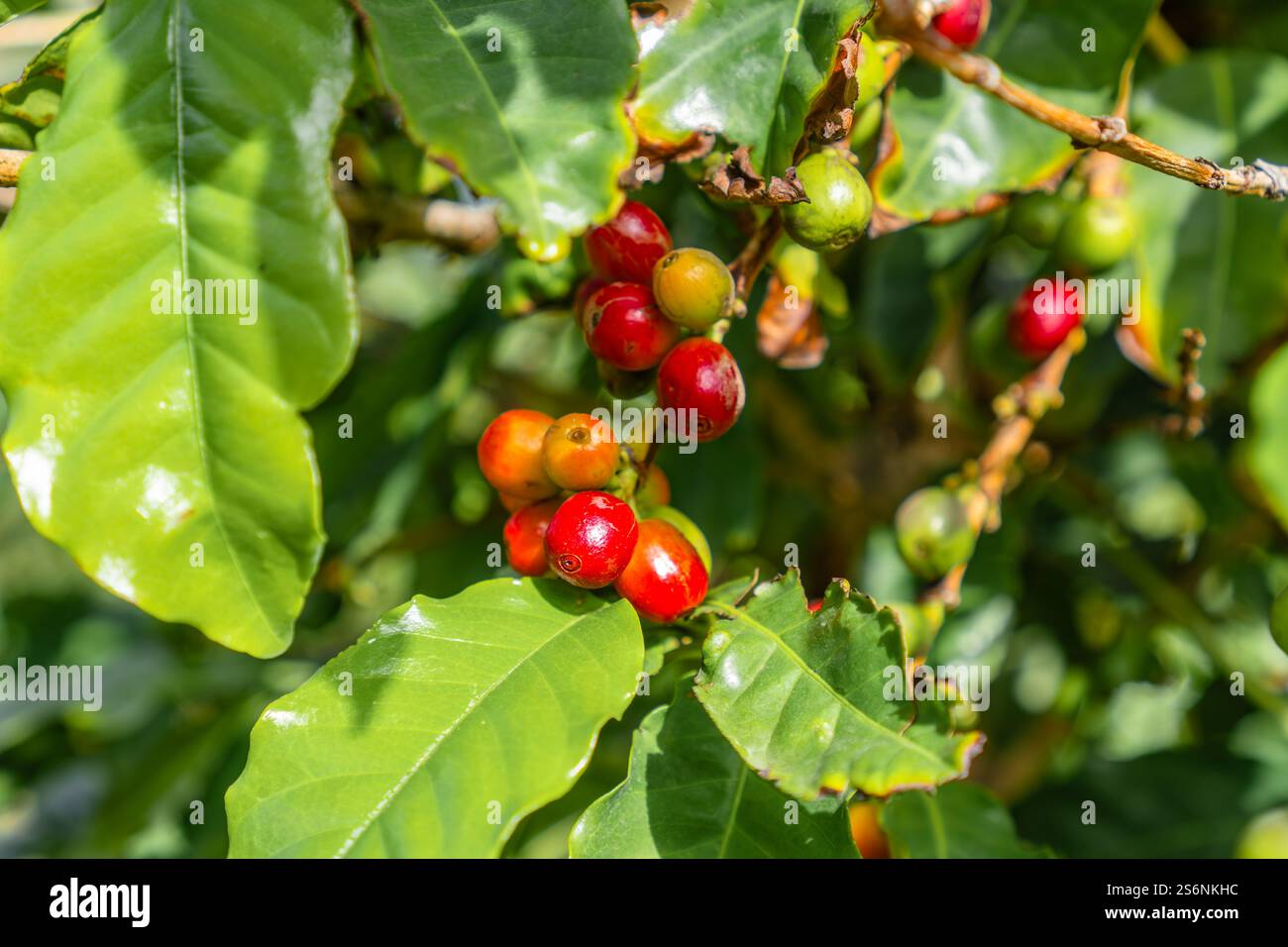 Un mucchio di bacche rosse appese ad un albero. Le bacche sono mature e pronte per essere raccolte Foto Stock