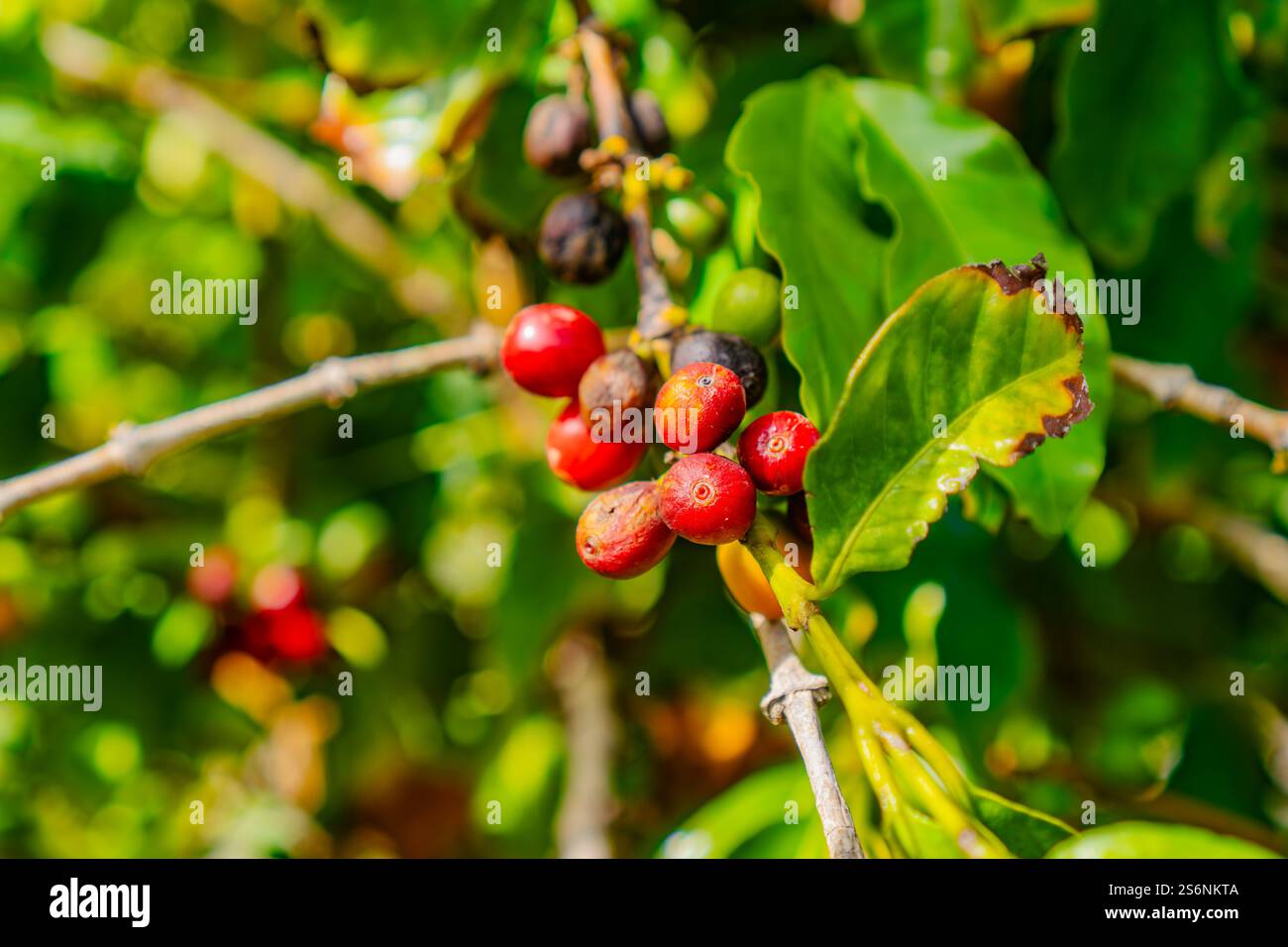 Un mucchio di bacche rosse su un ramo d'albero. Le bacche sono mature e pronte per essere raccolte Foto Stock