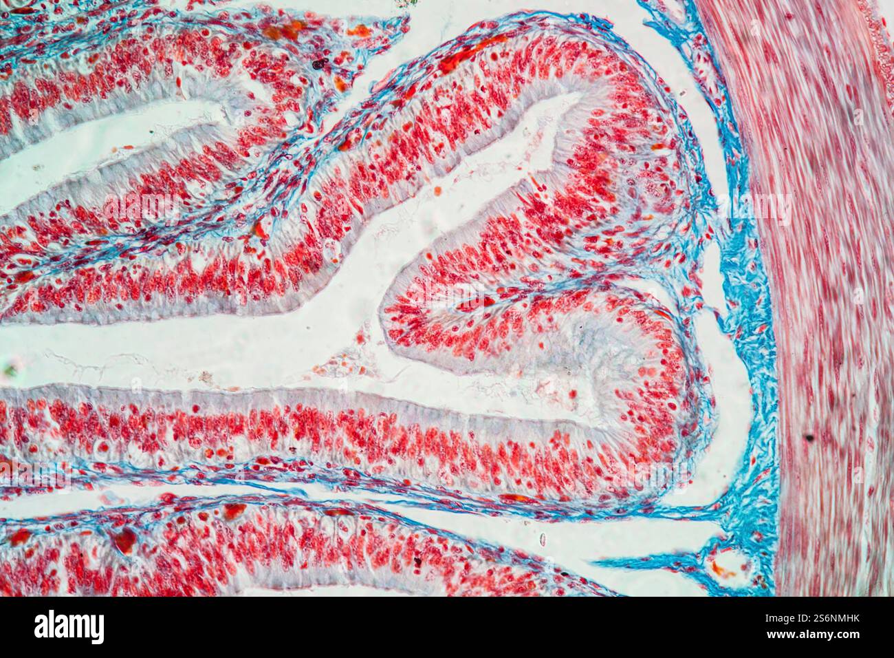 Tessuto villi intestinali al microscopio 200x Foto Stock Tessuto villi intestinali al microscopio 200x Foto Stock