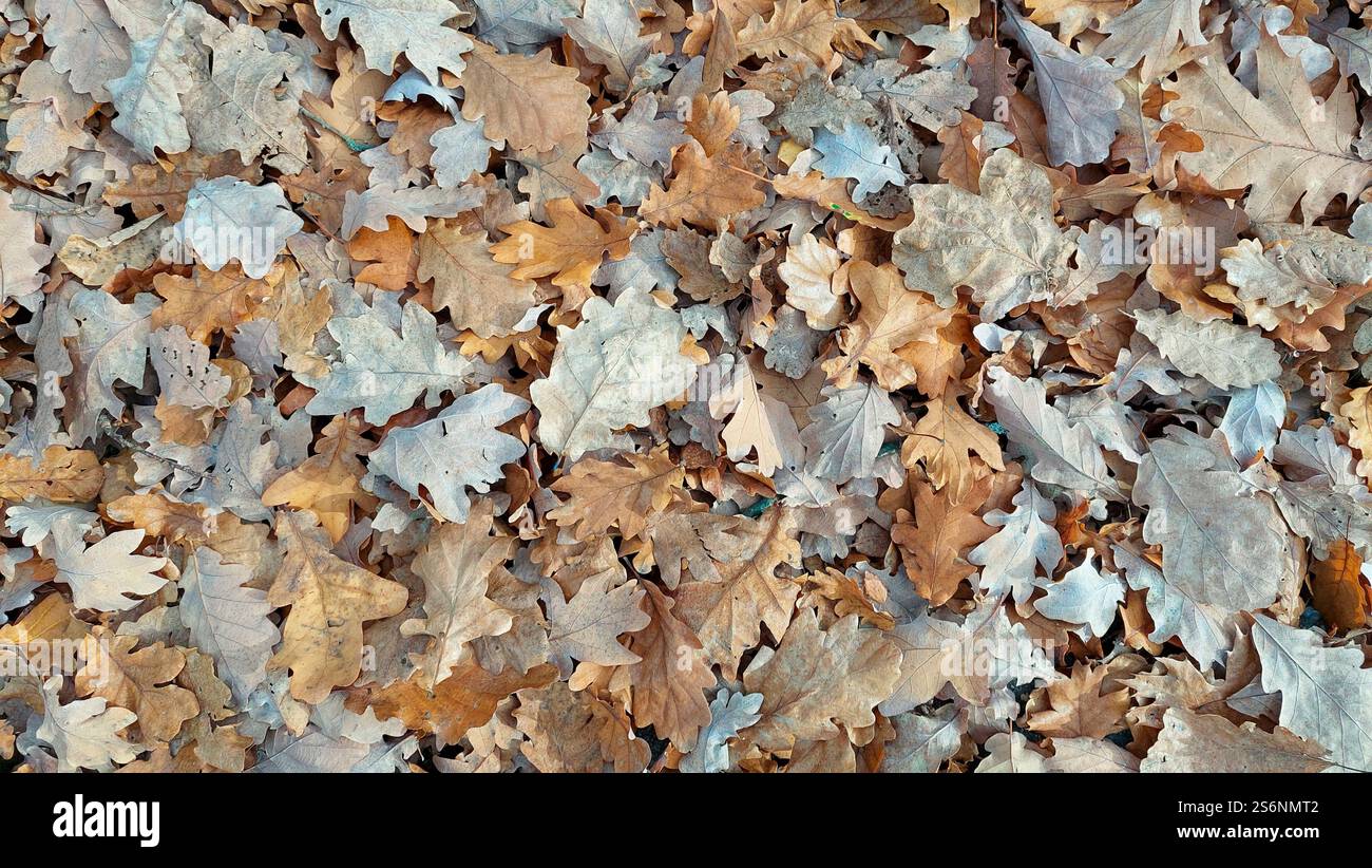 Foglie di quercia marrone che coprono il pavimento Foto Stock
