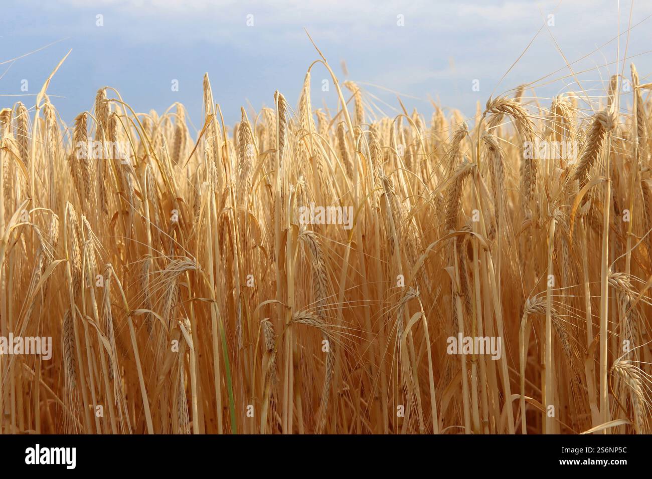 La granella è matura per il raccolto Foto Stock