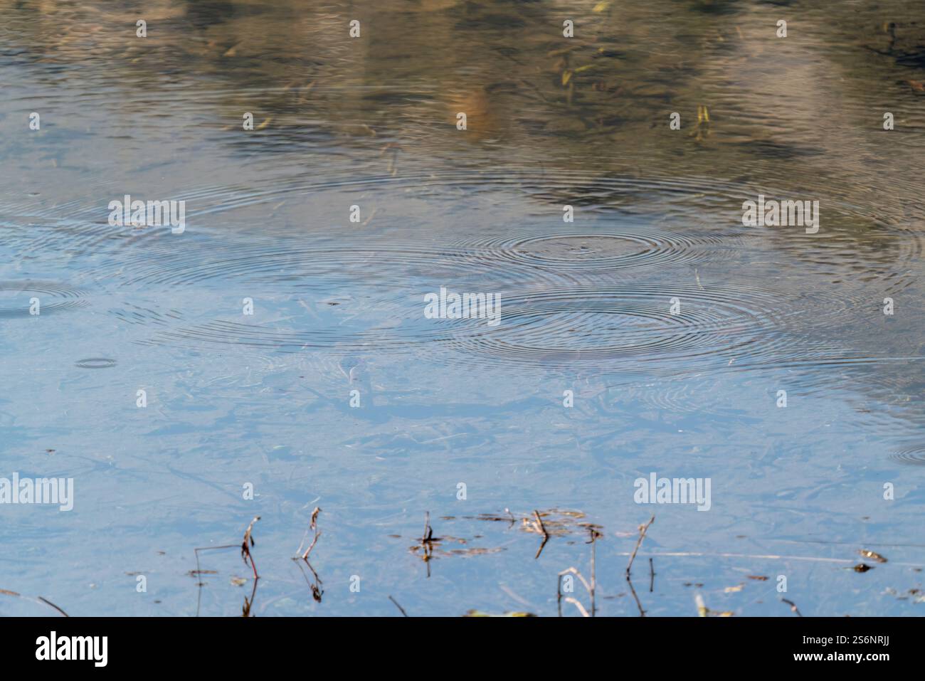 Goccioline d'acqua circolari sopra i cerchi dell'acqua del lago. Gocce d'acqua, vortice e spruzzi. Increspature sullo sfondo della texture marina. Desktop/laptop a parete Foto Stock