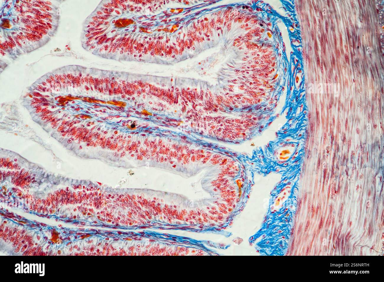 Tessuto villi intestinali al microscopio 200x Foto Stock Tessuto villi intestinali al microscopio 200x Foto Stock