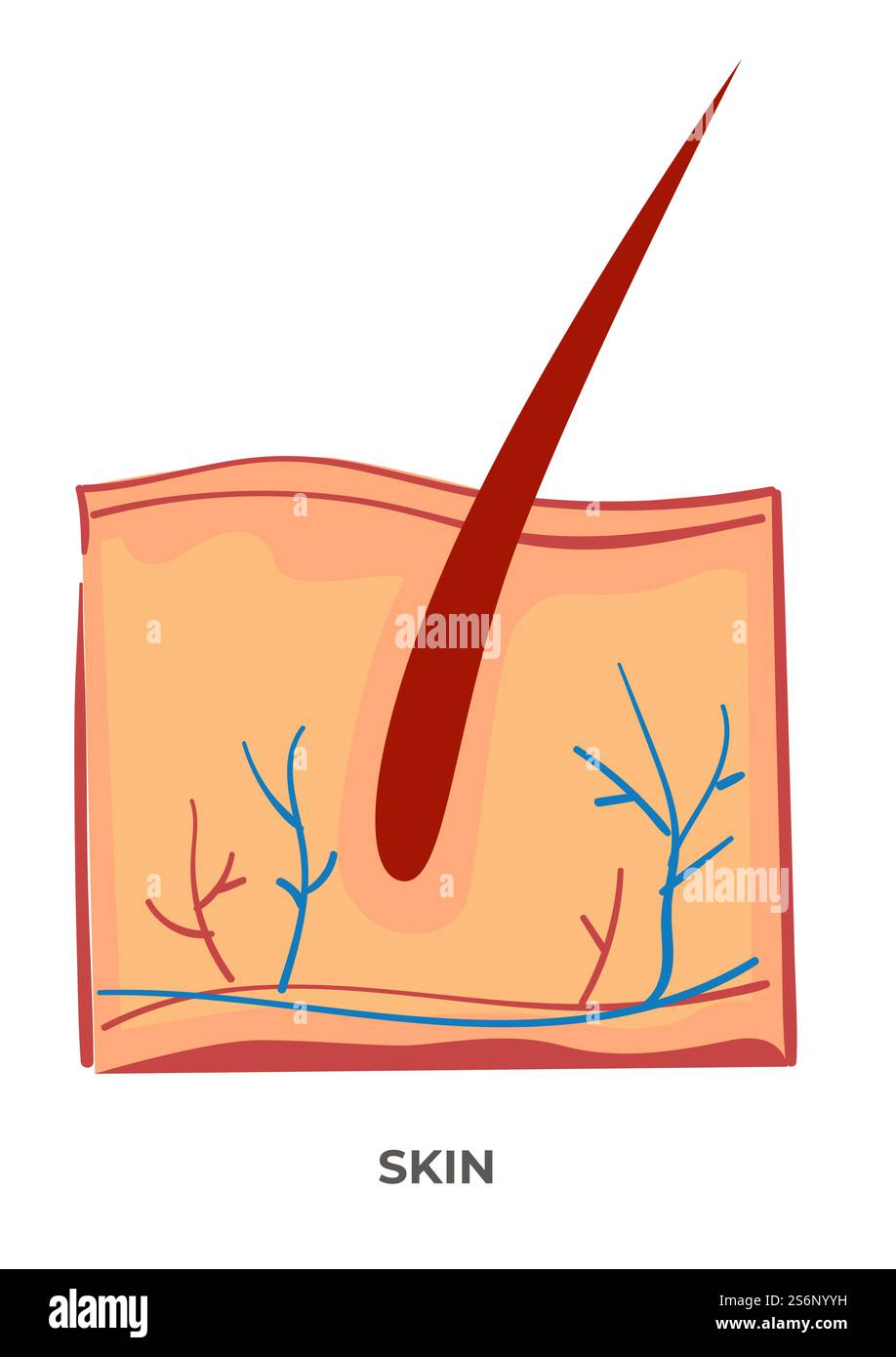 Strato di tessuto esterno morbido e flessibile che copre il corpo dei vertebrati. Icona isolata di marco presentazione di organo con follicolo e capelli crescenti. Struttura biologica e anatomica. Vettore in stile piatto. Organo cutaneo del corpo umano, anatomia e biologia Illustrazione Vettoriale