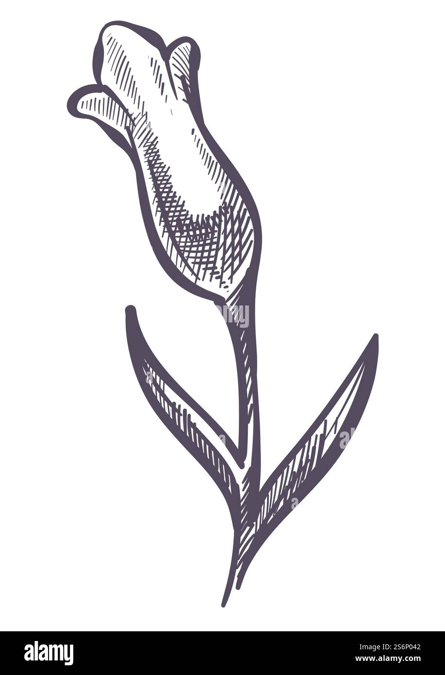 Fiore di campana o lavanda con petali teneri e stelo con foglie. Bouquet isolato di fiori selvatici. Negozio o negozio di floristi di composizione. Decorazione a base di erbe, contorno di schizzo monocromatico. Vettore in stile piatto. Fiore di lavanda, schizzo di flora tropicale Illustrazione Vettoriale