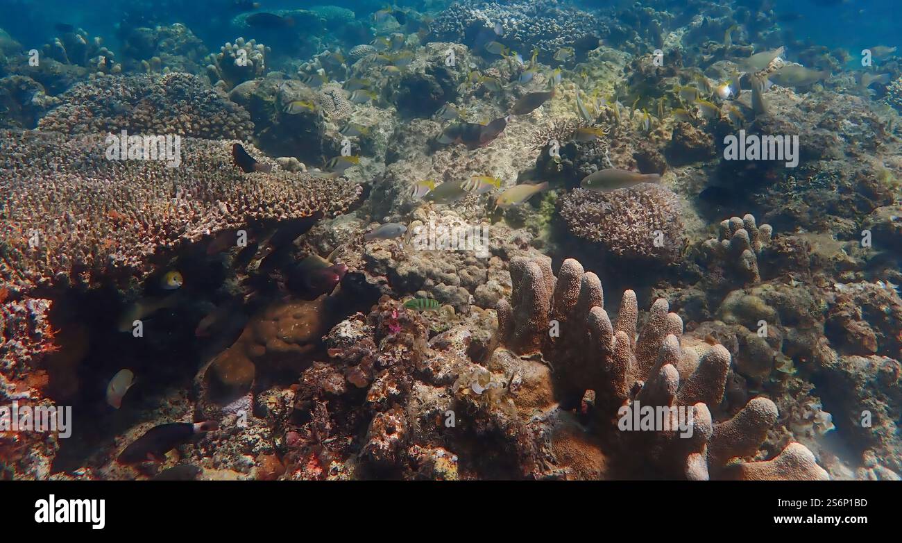 Vivace barriera corallina con coralli vivi e morti, circondata da pesci della barriera corallina a Bawean Island, Giava orientale, Indonesia Foto Stock