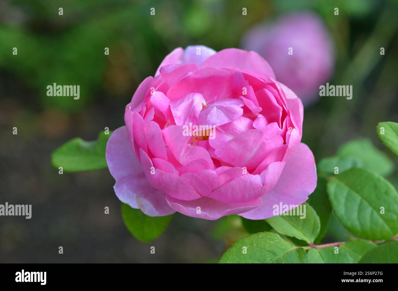 Rosa The Herbalist ('Aussemi'), rosa di arbusti a fiore ripetuto, estate, Regno Unito Foto Stock