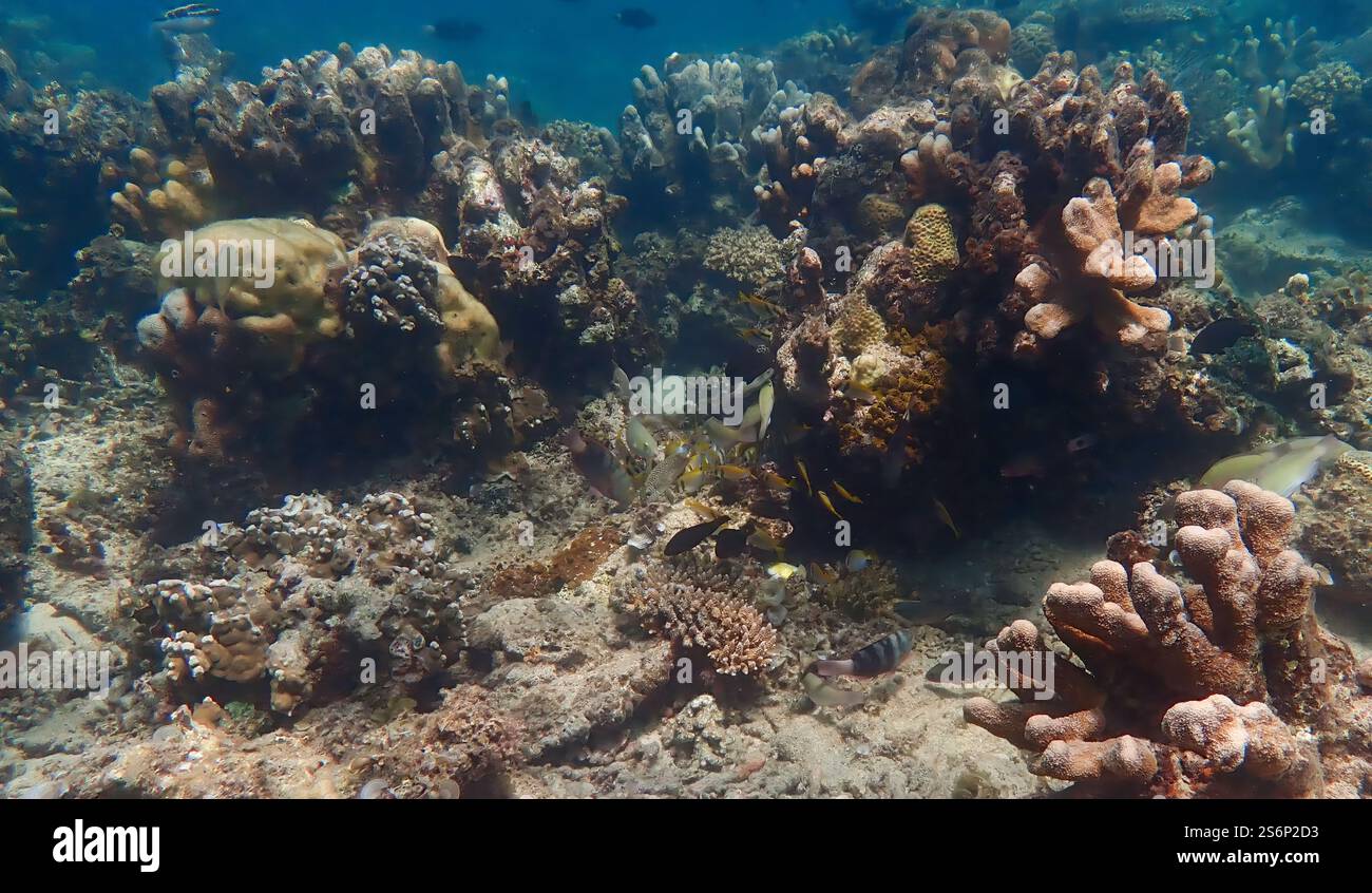 Vivace barriera corallina con coralli vivi e morti, circondata da pesci della barriera corallina a Bawean Island, Giava orientale, Indonesia Foto Stock