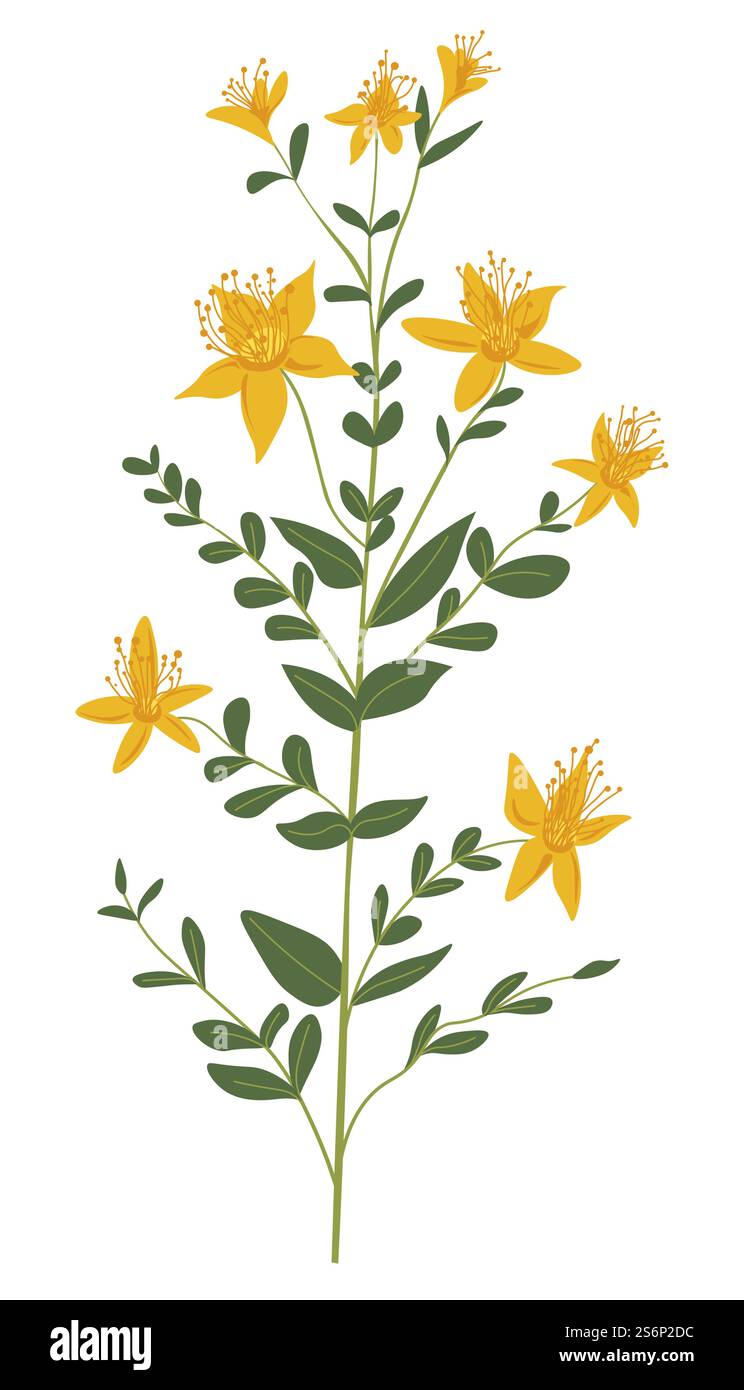 Piante erbose con foglie lussureggianti, fogliame e fiorente. Fiori selvatici isolati fioriti di arbusti, botanica selvatica su prati o campi rurali. Campagna o prateria in fiore. Vettore in stile piatto. Pianta erbosa primaverile o estiva in un vettore di fioritura Illustrazione Vettoriale