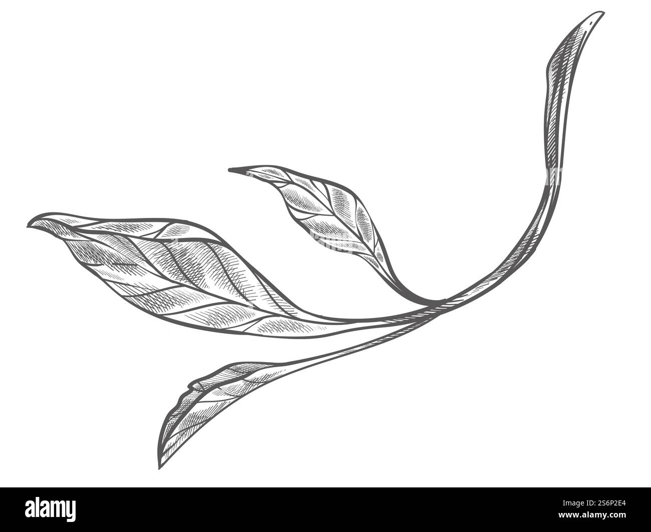 Ramoscello di rami o arbusti, icona isolata di foglie teneri, biodiversità botanica. Foresta o boschi, botanica e fioritura primaverile. Flora esotica e alberelli. Contorno dello schizzo monocromatico. Vettore in stile piatto. Ramo di cespuglio o pianta, arbusti con vettore di foglie Illustrazione Vettoriale