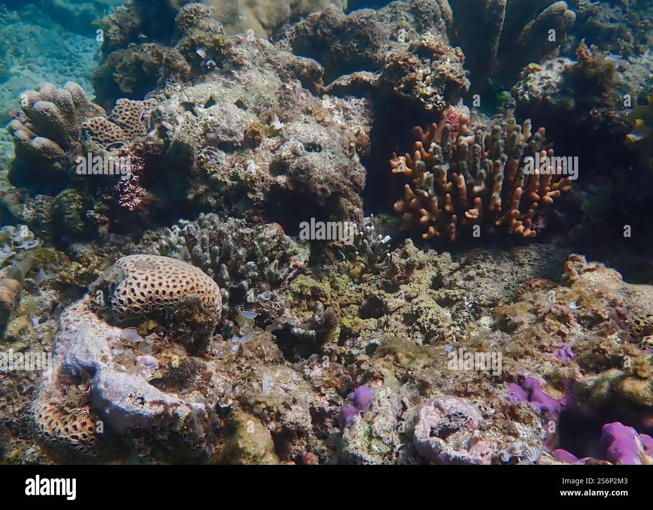 Vivace barriera corallina con coralli vivi e morti, circondata da pesci della barriera corallina a Bawean Island, Giava orientale, Indonesia Foto Stock