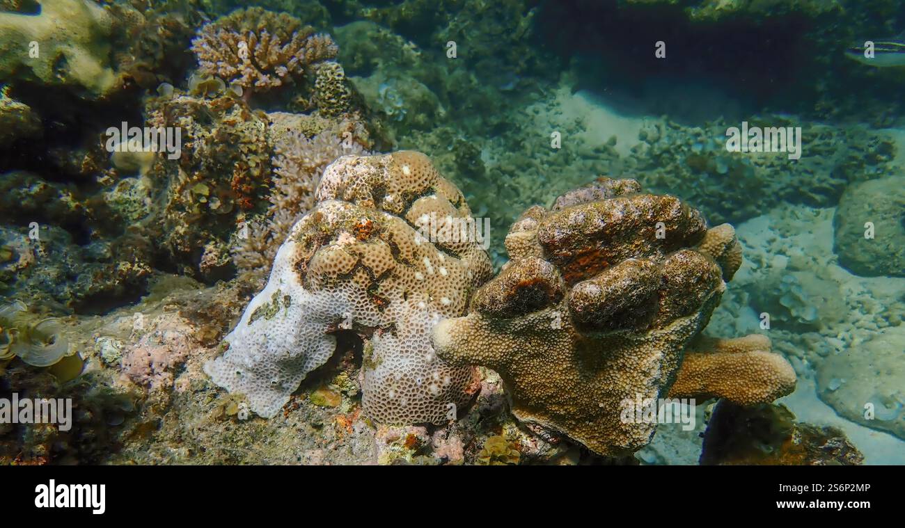 Vivace barriera corallina con coralli vivi e morti, circondata da pesci della barriera corallina a Bawean Island, Giava orientale, Indonesia Foto Stock