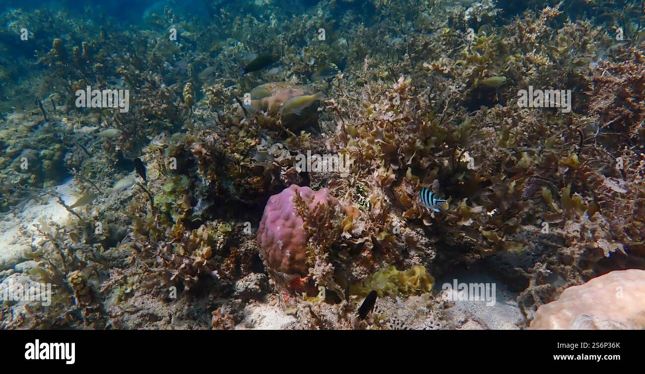 Vivace barriera corallina con coralli vivi e morti, circondata da pesci della barriera corallina a Bawean Island, Giava orientale, Indonesia Foto Stock