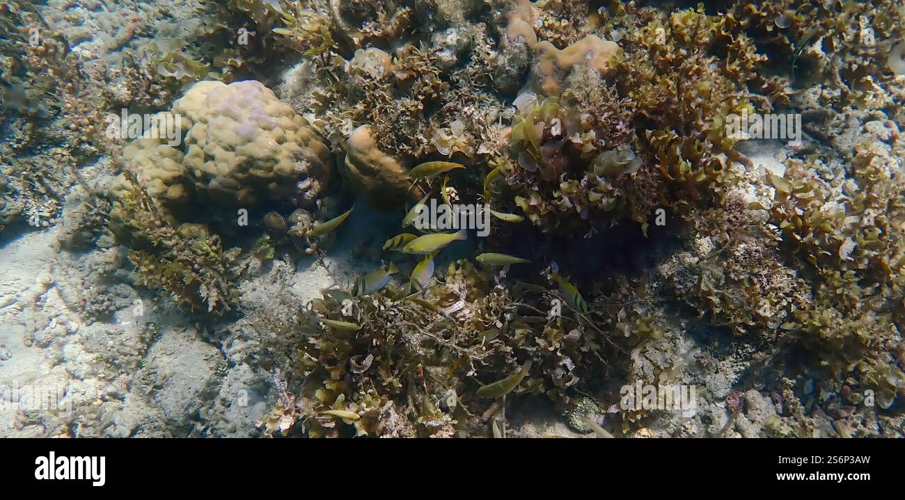 Vivace barriera corallina con coralli vivi e morti, circondata da pesci della barriera corallina a Bawean Island, Giava orientale, Indonesia Foto Stock