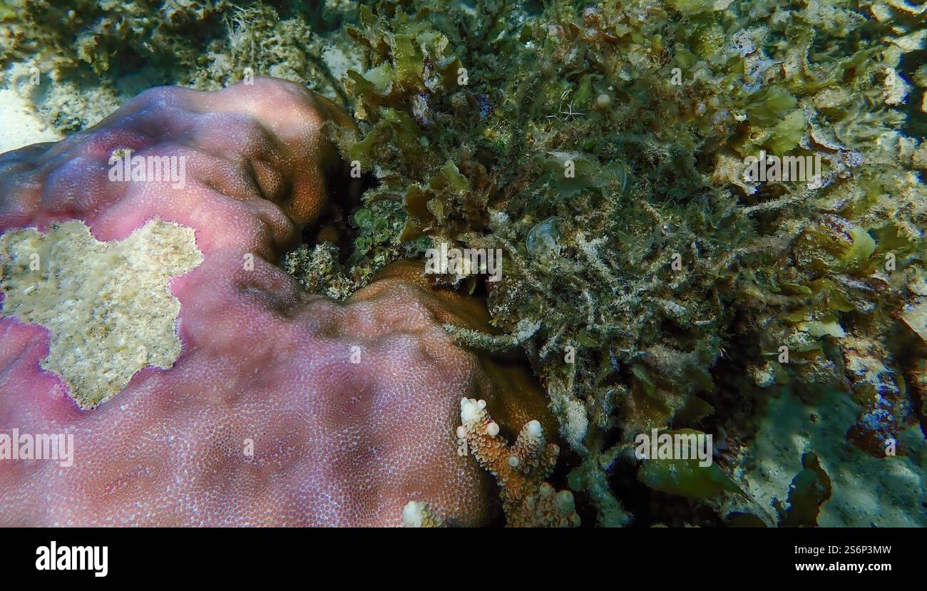 Vivace barriera corallina con coralli vivi e morti, circondata da pesci della barriera corallina a Bawean Island, Giava orientale, Indonesia Foto Stock