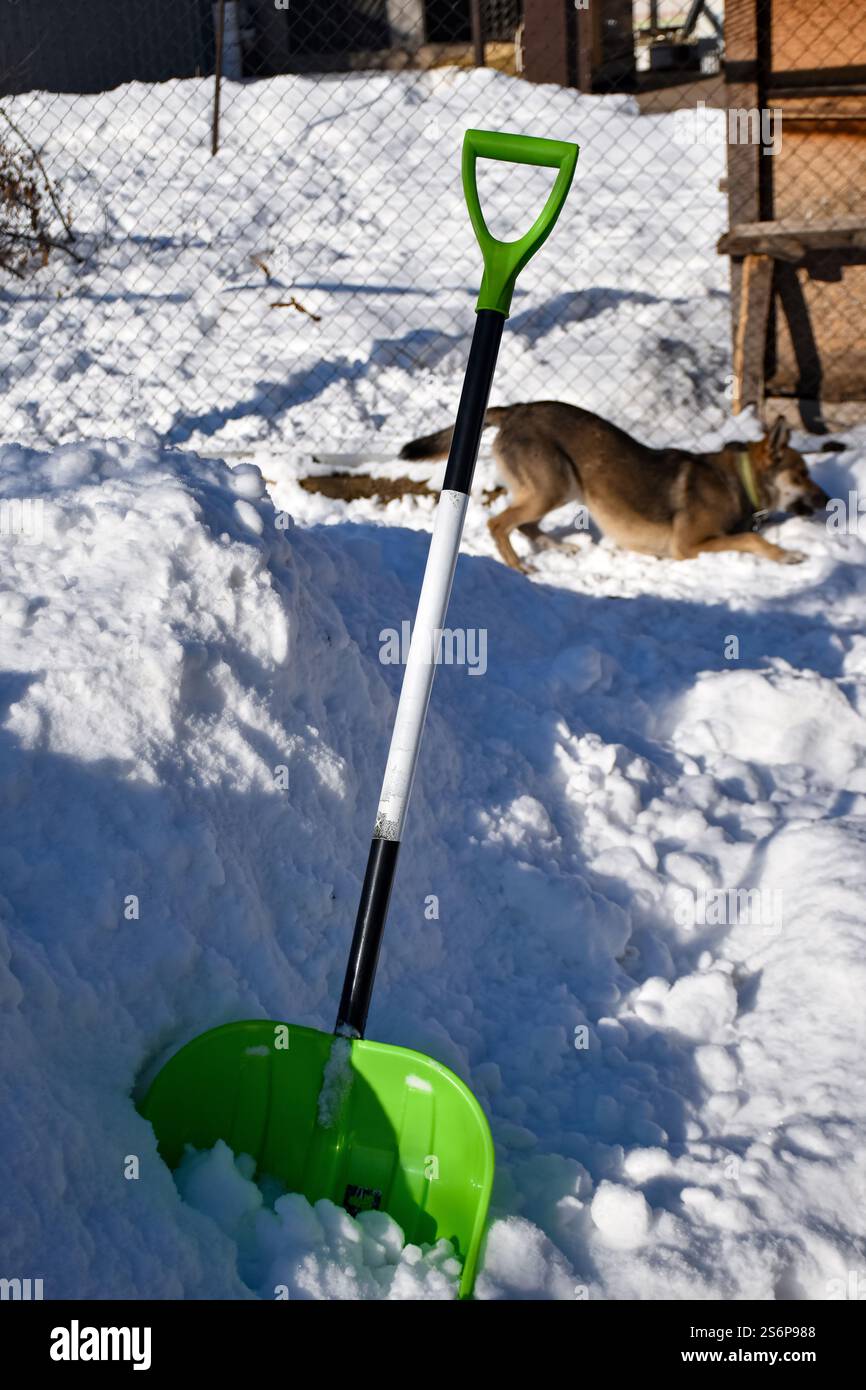 Rimozione della neve nel cortile posteriore, spalatura invernale, lavori domestici invernali, rimozione della neve nel vialetto Foto Stock