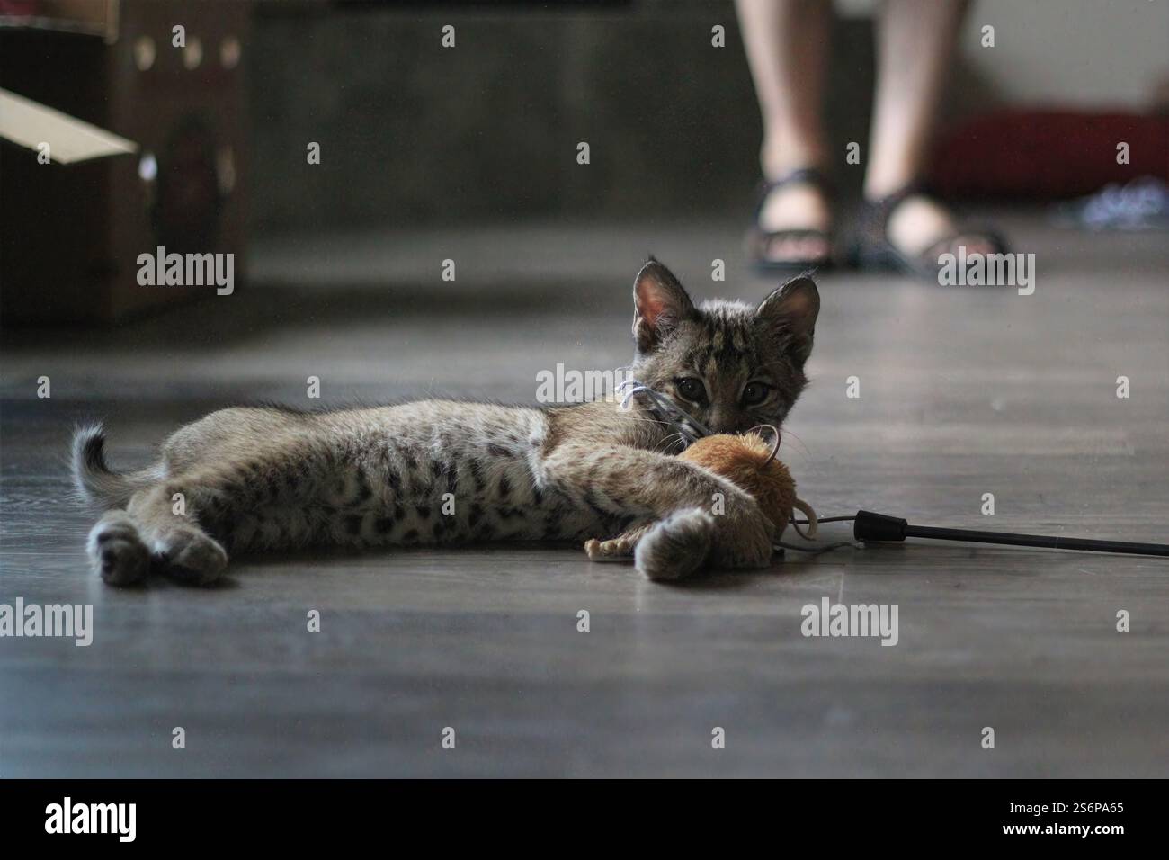 Il gattino giocoso con pelliccia di tabby si aggancia a un giocattolo su un pavimento elegante, con occhi mirati e un accenno alla presenza del proprietario, perfetto per i temi di casa degli animali domestici. Foto Stock