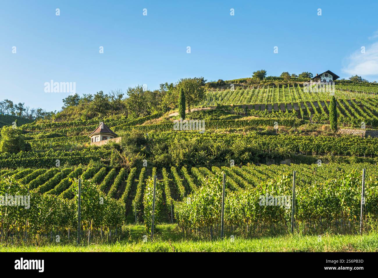 Vigneti nel Kaiserstuhl, una nota regione vinicola nel sud-ovest della Germania, Vogtsburg im Kaiserstuhl, Baden-Württemberg, Germania Foto Stock